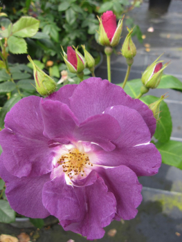 Stammrose Rhapsody in Blue